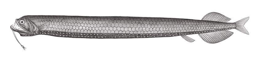 Stomias affinis (巨口魚)