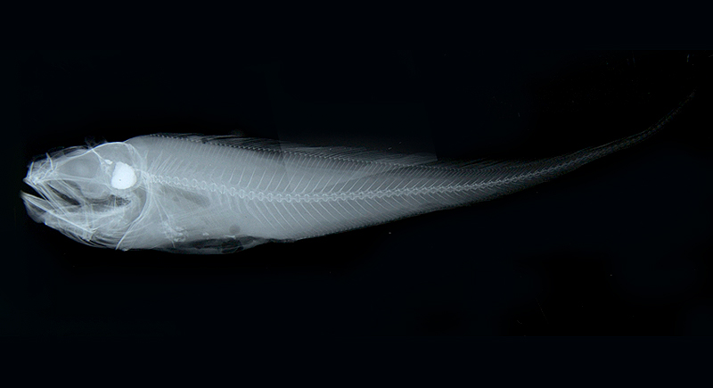 Glyptophidium lucidum (光曲鼬魚)