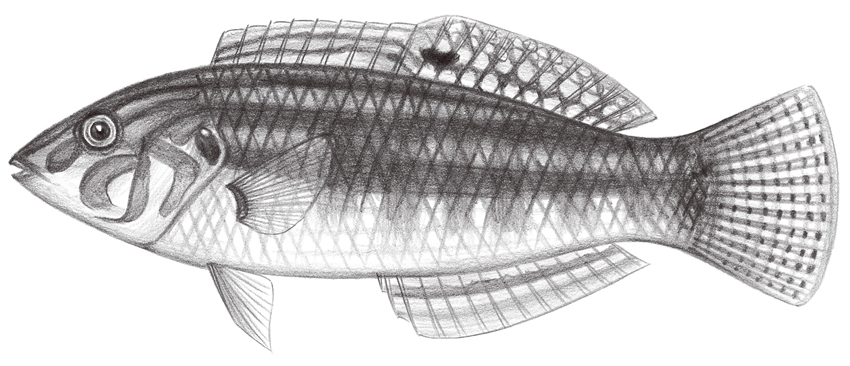 Halichoeres miniatus (小海豬魚)