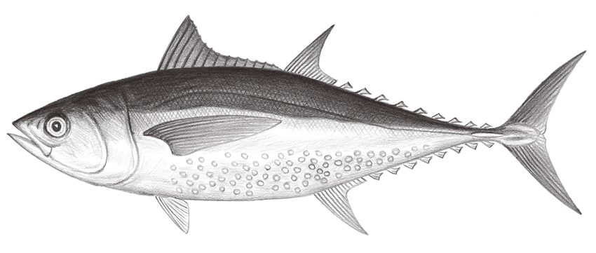 Thunnus tonggol (長腰鮪)