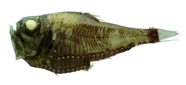 Argyropelecus affinis (長銀斧魚)