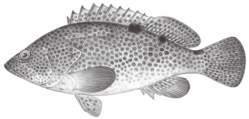 Epinephelus trimaculatus (三斑石斑魚)