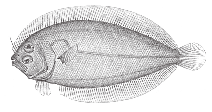 Arnoglossus japonicus (日本羊舌鮃)