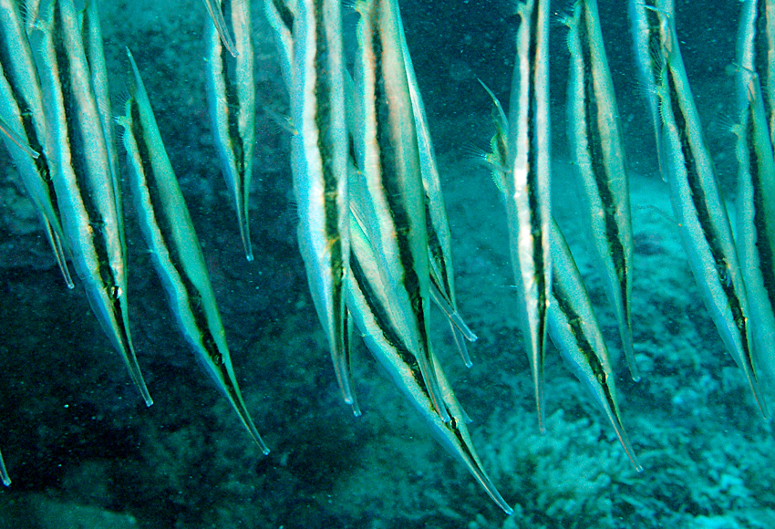 Aeoliscus strigatus (條紋蝦魚)