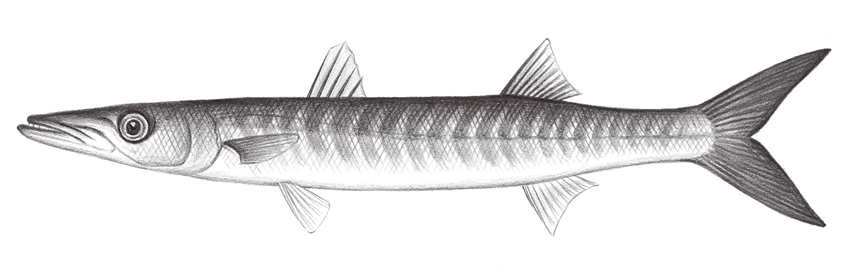 Sphyraena putnamae (布氏金梭魚)