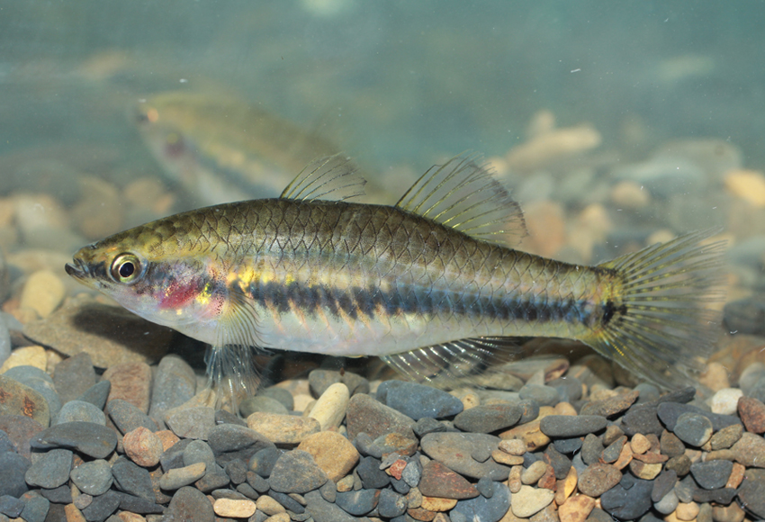 Hypseleotris cyprinoides (似鯉黃黝魚)