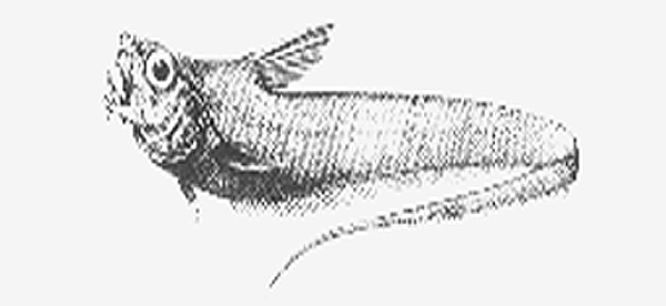 Sphagemacrurus pumiliceps (矮頭短吻鼠尾鱈)