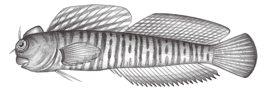 Istiblennius muelleri (穆氏蛙鳚)