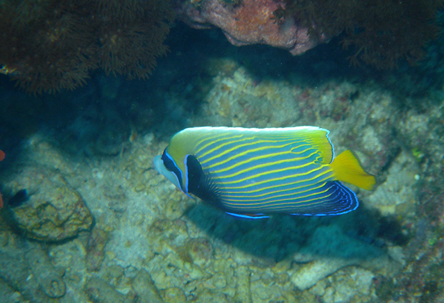 Pomacanthus imperator (條紋蓋刺魚)