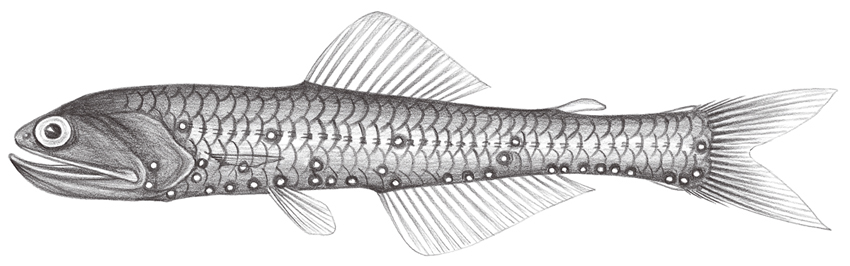 Nannobrachium nigrum (黑體短鰓燈魚)