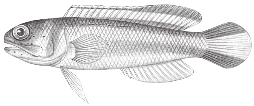 Opistognathus hopkinsi (霍氏後頜魚)