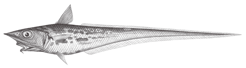 Coelorinchus multispinulosus (多棘腔吻鱈)