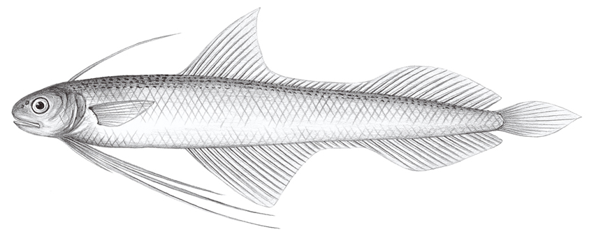 Bregmaceros lanceolatus (尖鰭海鰗鰍)