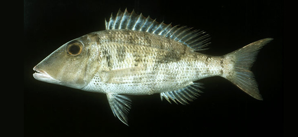 Lethrinus semicinctus (半帶龍占魚)