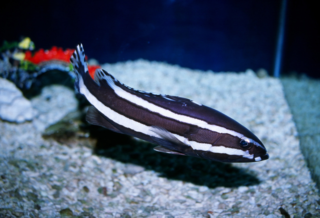 Epinephelus latifasciatus (寬帶石斑魚)