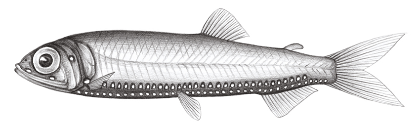 Woodsia nonsuchae (澳洲離光魚)