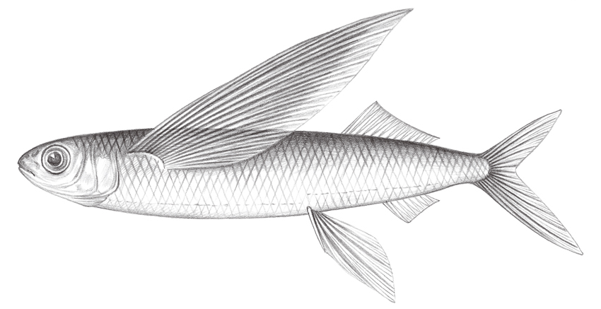 Cypselurus angusticeps (細頭斑鰭飛魚)