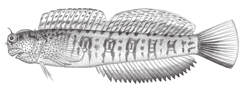 Blenniella periophthalmus (圍眼真蛙鳚)