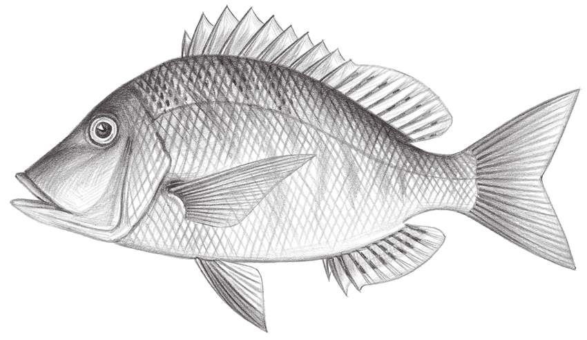 Lethrinus haematopterus (正龍占魚)