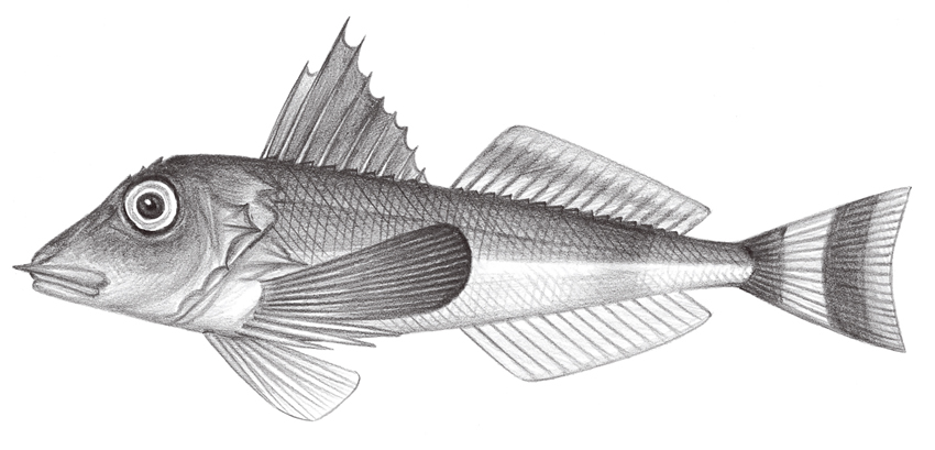 Lepidotrigla punctipectoralis (臂斑鱗角魚)