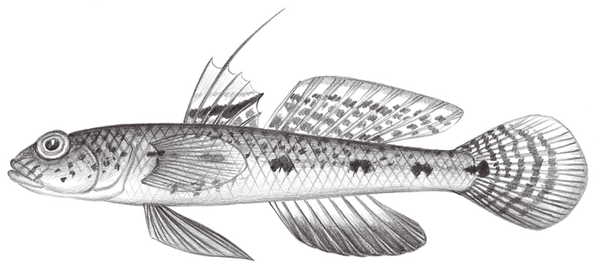 Favonigobius reichei (雷氏蜂巢鰕虎)