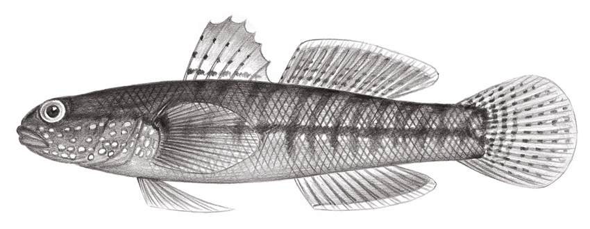 Tridentiger trigonocephalus (紋縞鰕虎)
