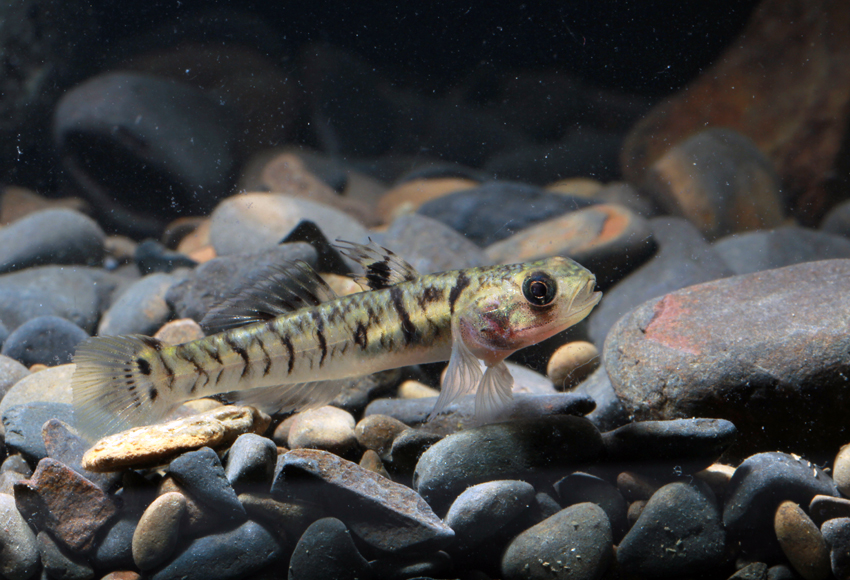 Mugilogobius chulae (諸氏鯔鰕虎)