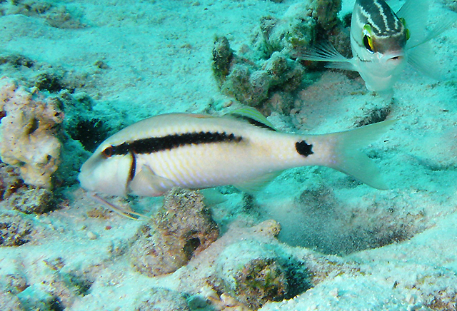 Parupeneus barberinus (單帶海緋鯉)