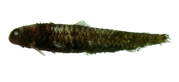 Melanolagus bericoides (黑淵鮭)