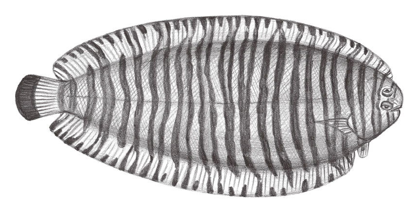 Pseudaesopia japonica (日本擬鰨)