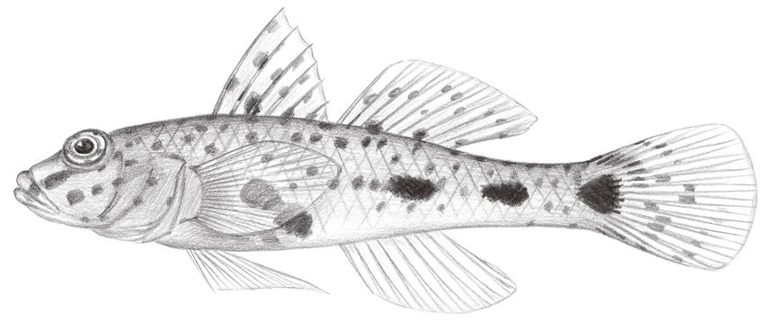 Fusigobius longispinus (長棘紡錘鰕虎)