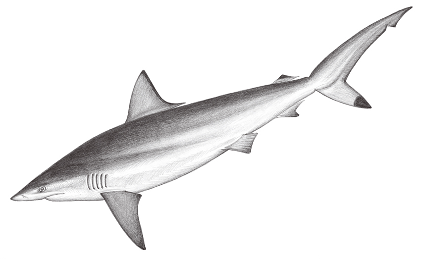 Carcharhinus sorrah (沙拉真鯊)