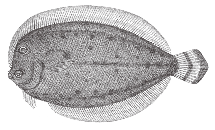 Crossorhombus kanekonis (雙帶纓鮃)