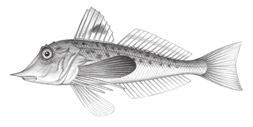 Lepidotrigla alata (翼鱗角魚)