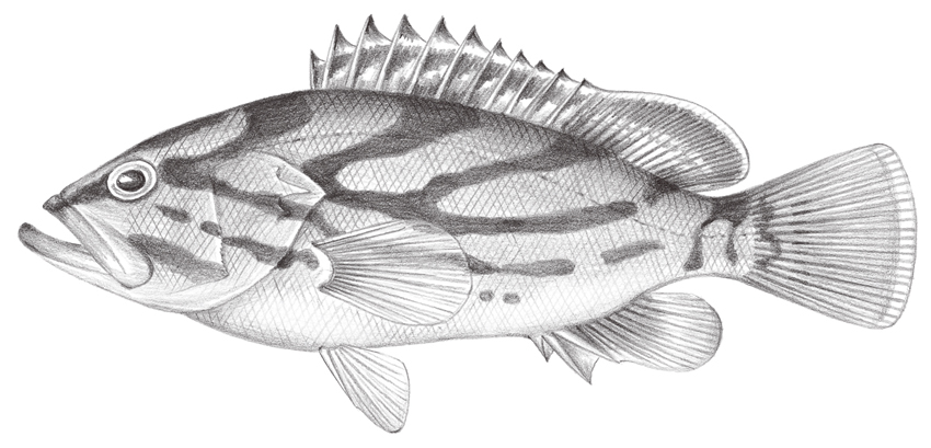 Epinephelus morrhua (弧紋石斑魚)
