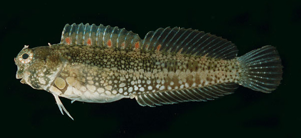 Salarias guttatus (胸斑唇齒鳚)