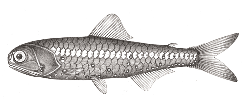 Diaphus chrysorhynchus (金鼻眶燈魚)