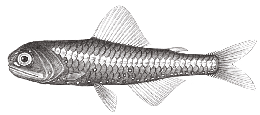 Diaphus coeruleus (藍光眶燈魚)