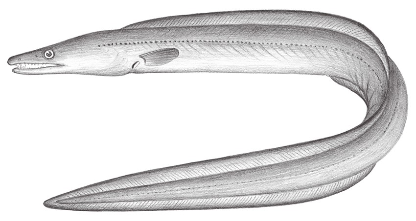 Muraenesox cinereus (灰海鰻)