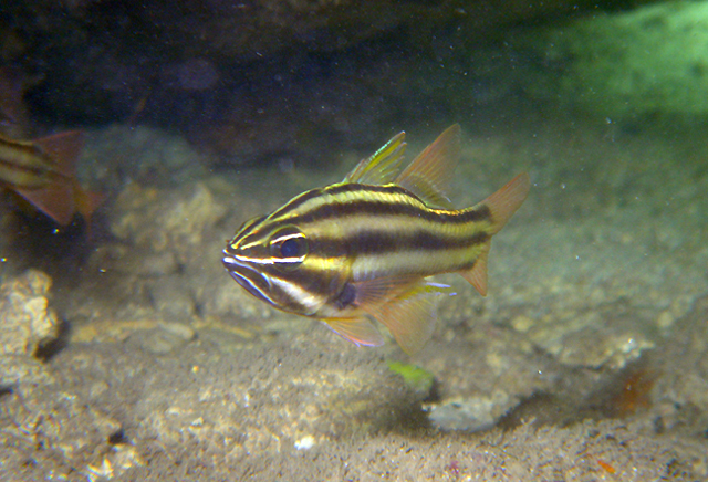 Ostorhinchus taeniophorus (褐帶鸚天竺鯛)