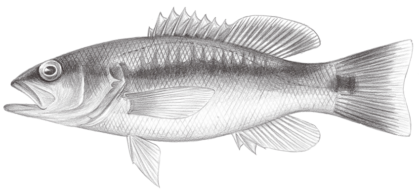 Liopropoma japonicum (日本長鱸)