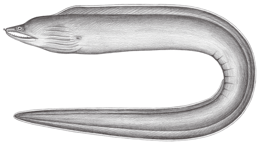 Enchelycore schismatorhynchus (裂吻勾吻鯙)