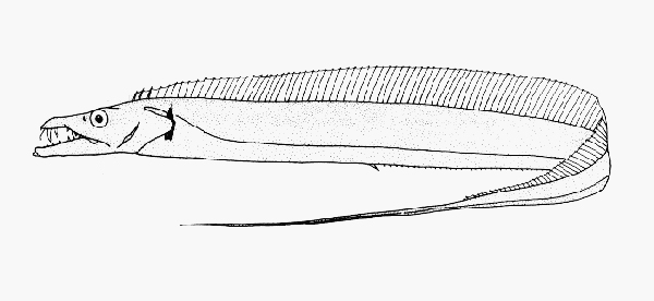 Lepturacanthus savala (沙帶魚)