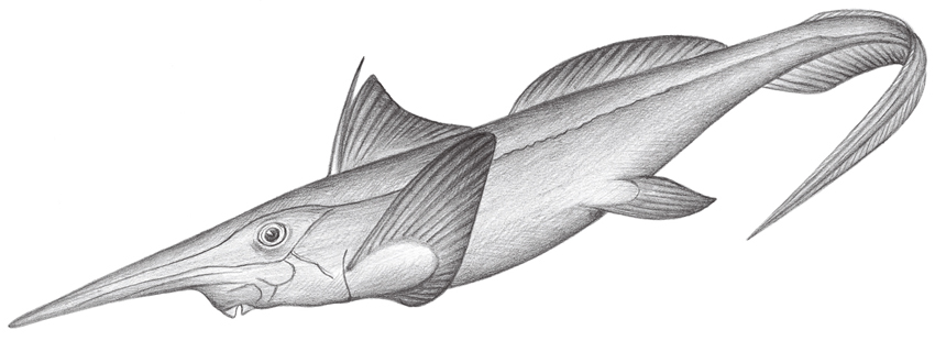 Rhinochimaera pacifica (太平洋長吻銀鮫)