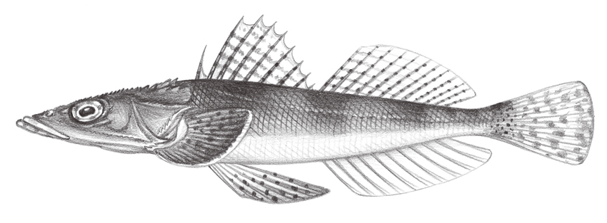 Sorsogona tuberculata (突粒眶棘牛尾魚)