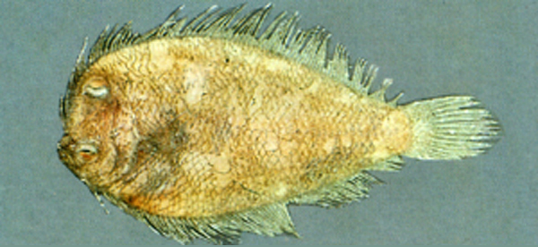 Engyprosopon maldivensis (馬爾地夫短額鮃)