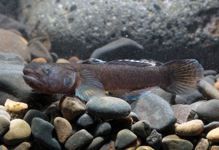 Mugilogobius cavifrons (清尾鯔鰕虎)