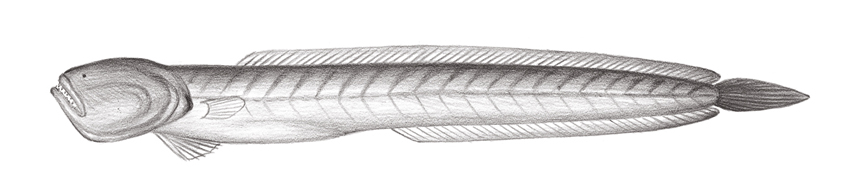 Taenioides anguillaris (鰻鰕虎)