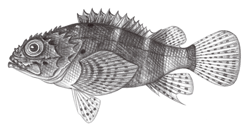 Scorpaenodes parvipinnis (短翅小鮋)