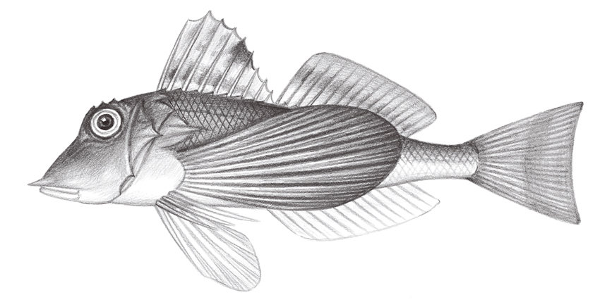 Lepidotrigla japonica (日本鱗角魚)